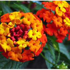 H2O  Lantana Essential Oil (Madagascar)