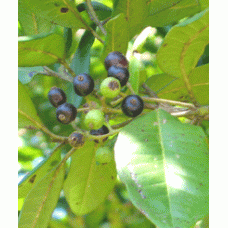 H2O  Allspice Essential Oil (India)