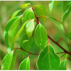 H2O Camphor Essential Oil