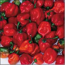 H2O Capsicum Essential Oil (India)