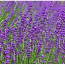 H2O  Lavender Essential Oil (Bulgarian)