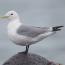 Kittiwake