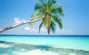 Palm Tree Best Wallpaper 116537