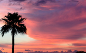 Palm Tree HD Desktop Wallpaper 116539