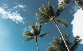 Palm Tree Desktop Wallpaper 116538