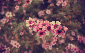 Aesthetic Spring HD Background Wallpaper 126140