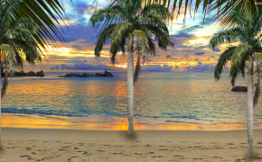 Palm Tree High Definition Wallpaper 30811