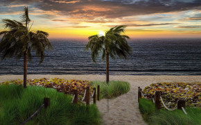 Palm Tree Beach Wallpaper 53496