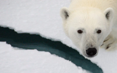 A polar bear looking at the camera.