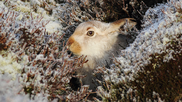 Mountain Hare camouflaged against the winter snow