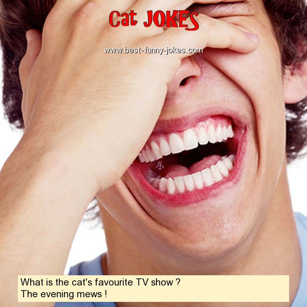 What is the cat's favourite TV