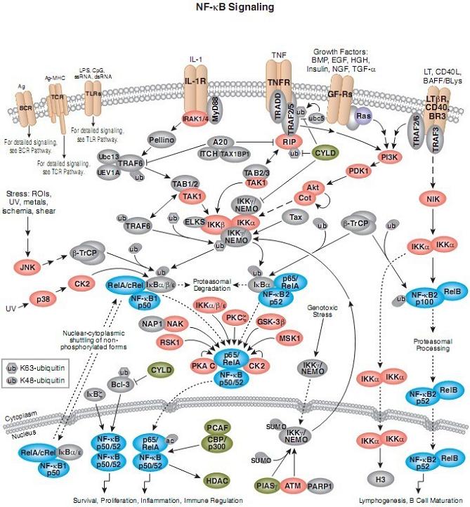 转录因子NF-κB活性检测方案—NF-κB(p65)/ NF-κB(p50)活性分析试剂盒 - 每日生物评论