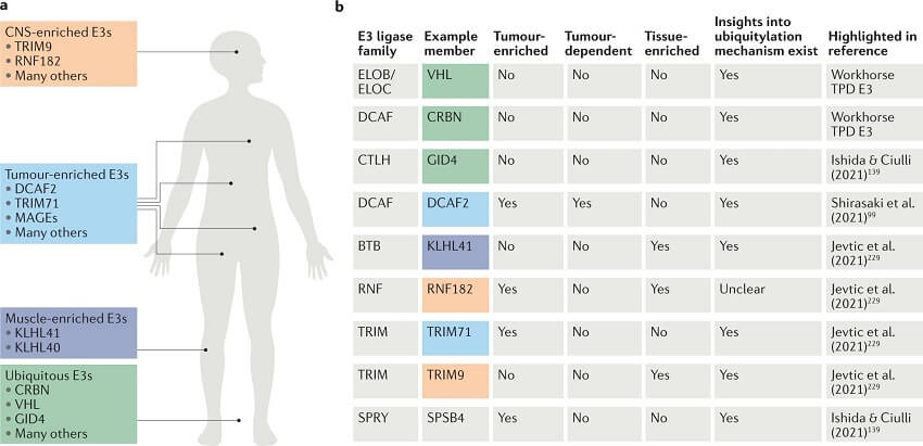 E3-ligases