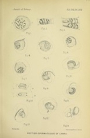 Flickr image:Annals of botany - Pl XVII