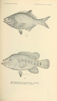 Flickr image:The fishes of North and Middle America - Pl. CCXXXII