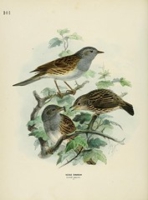 Flickr image:A history of the birds of Europe - Plate 101