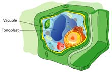 Vacuole