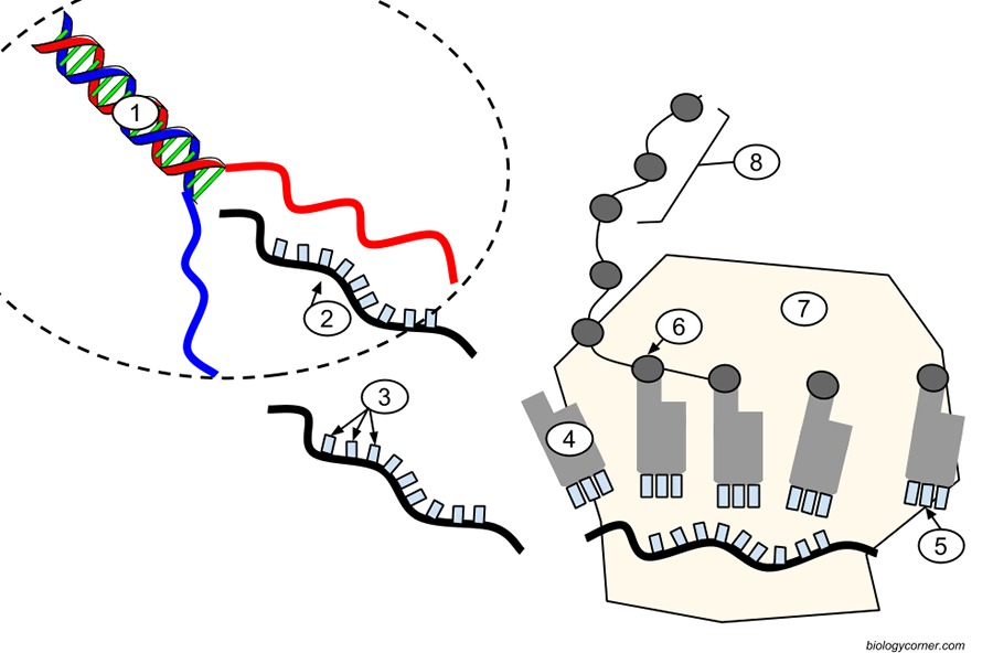 Label Diagram Of Transcription