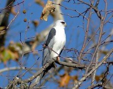 White-tailed kite