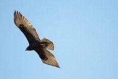 Zone-tailed hawk