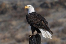 Bald eagle