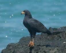 Common black hawk