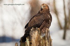 Golden eagle