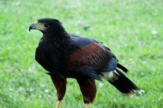 Harris's hawk