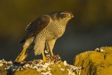 Northern goshawk