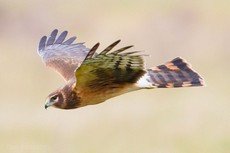 Northern harrier