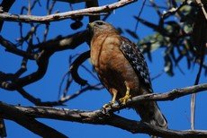 Red-shouldered hawk