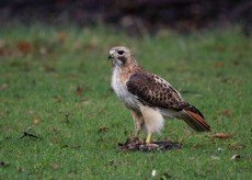 Red-tailed hawk