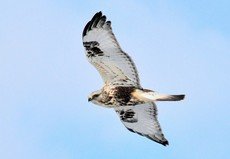 Rough-legged hawk