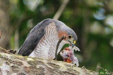 Sharp-shinned hawk