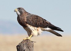 Swainson's hawk