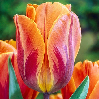 Princess Irene Tulip