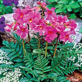 Fern Flowering