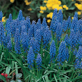 Blue Grape Hyacinth