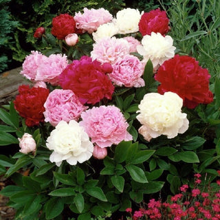 Peony Mixture Super Sak