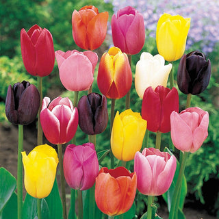 Cream Of The Crop Tulip Mixture Super Sak 