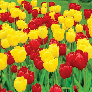 Long Stemmed Perennial Tulip Duet Super Sak