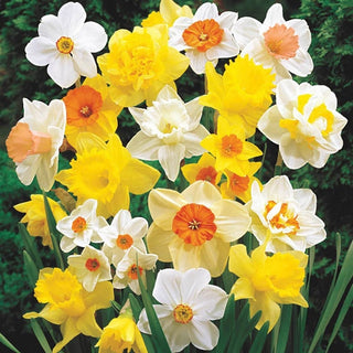 Mixed Daffodil Super Sak