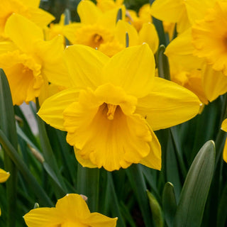 Yellow Trumpet Super Sak Daffodil