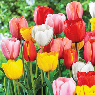 Perennial Tulip Mixture Super Sak