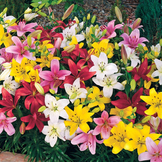 Carpet Border Lily Mixture