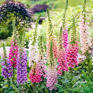 Excelsior Foxglove Mixture Super Sak