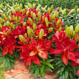 Pura Paz Carpet Border Lily