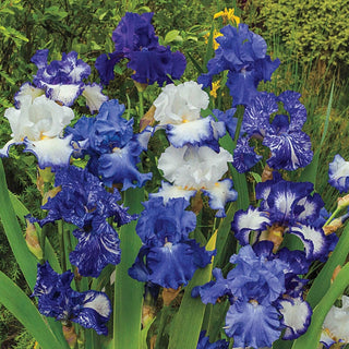 Heavenly Blues Iris Mixture Super Sak