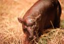 Haggis the pygmy hippo (RZSS)