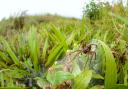 Fen Raft Spider. Giant spiders the size of a human hand